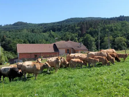 Gîte chaleureux à la ferme avec terrasse, animaux admis - Photo 14