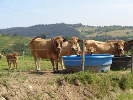 Gîte chaleureux à la ferme avec terrasse, animaux admis - Photo 15