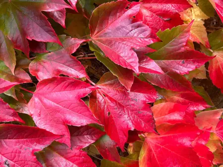 Grande maison de charme avec jardin clos, idéale pour familles et amis, au cœur du Perche - Photo 31