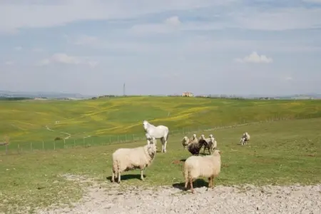 Capanna, Ferme paisible à Asciano avec piscine - Photo 38