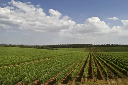 Tulipano, Ferme confortable à Montepulciano avec piscine - Photo 35
