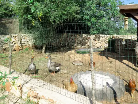 Moli de Son Vidal, Maison 8 personnes à Santanyí - Photo 47