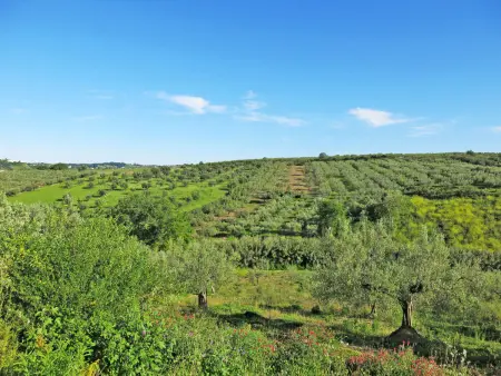 Il Noceto, Maison 10 personnes à Penne - Photo 31