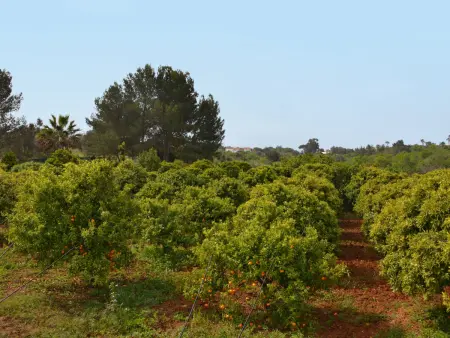 Do Lagar, Maison 6 personnes à Carvoeiro (Algarve) - Photo 15