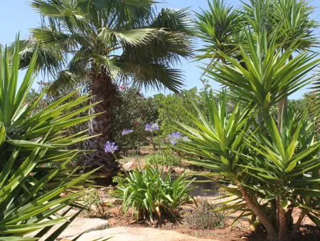 Do Lagar, Maison 6 personnes à Carvoeiro (Algarve) - Photo 17