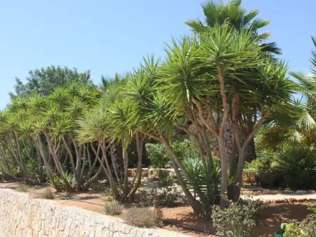 Do Lagar, Maison 6 personnes à Carvoeiro (Algarve) - Photo 25