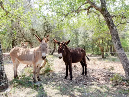 Les Campaou, Maison 6 personnes à Baudinard sur Verdon - Photo 5