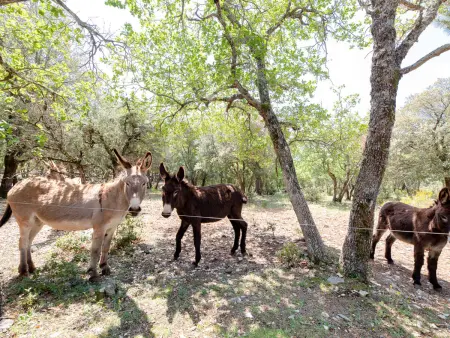 Les Campaou, Maison 6 personnes à Baudinard sur Verdon - Photo 22