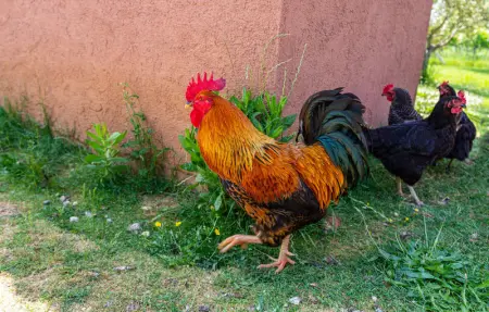 Location Maison 4 personnes à Posedarje - Photo 24