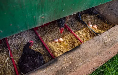 Location Maison 4 personnes à Posedarje - Photo 25