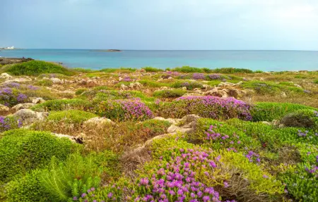 Location Maison 6 personnes à Torre Vado - Photo 25