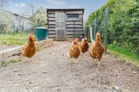 Le chausson, Gite 6 personnes à Beauraing - Photo 22