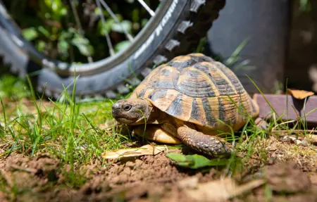 Location Maison 8 personnes à Fazana - Photo 21