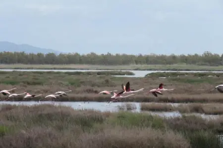 APT studio 2 camere, Maison 4 personnes à Arborea - Photo 39