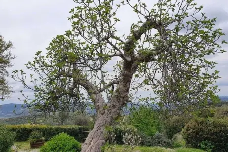 Appartamento Vista Montagna, Maison 4 personnes à Seggiano - Photo 31
