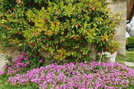 Appartamento Vista Montagna, Maison 4 personnes à Seggiano - Photo 32