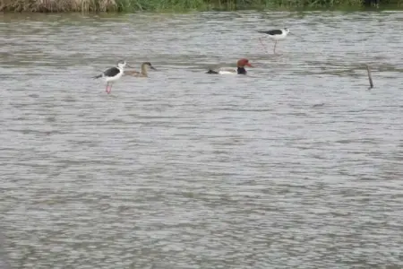 Villa Villars, Villa moderne avec sauna à Villars - Photo 33