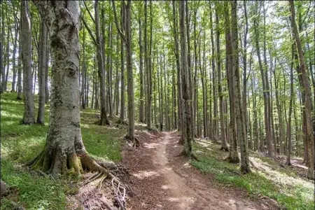 Bellavista Terra, Maison de vacances rustique à Ortignano avec piscine - Photo 29