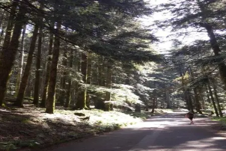 Bellavista Terra, Maison de vacances rustique à Ortignano avec piscine - Photo 33