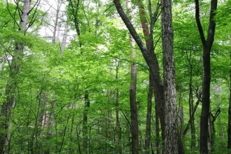 Bellavista Terra, Maison de vacances rustique à Ortignano avec piscine - Photo 39