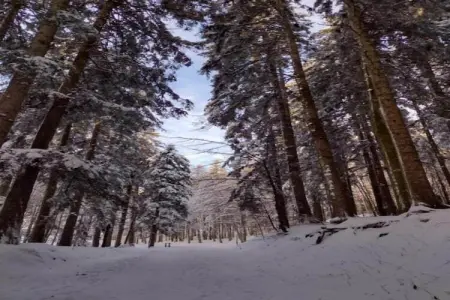 Bellavista Primo, Chaleureuse maison de vacances à Ortignano avec piscine - Photo 37