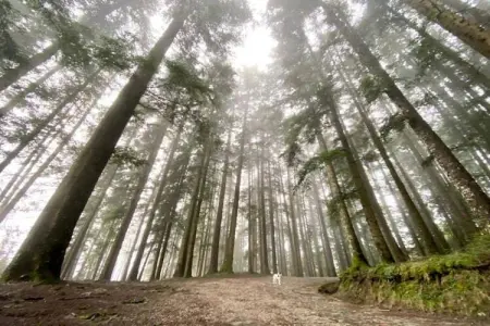 Bellavista Primo, Chaleureuse maison de vacances à Ortignano avec piscine - Photo 39