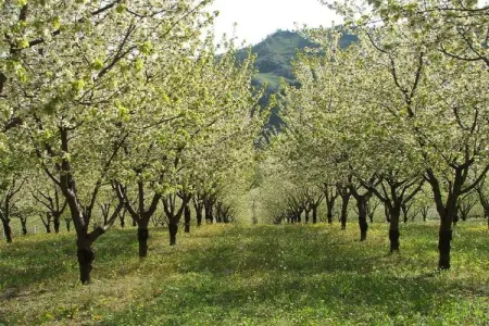 Borgata Porpora Due, Spacieux appartement dans une ferme dans la campagne avec vues spectaculaires - Photo 23