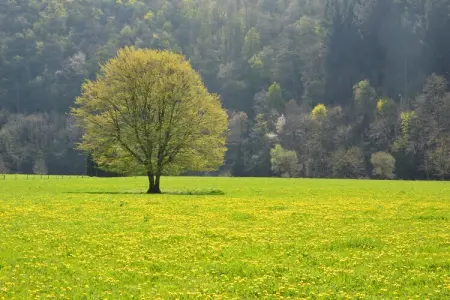Jardin de l'Ourthe 22, Maison à Houffalize près de Nisramont - Photo 15