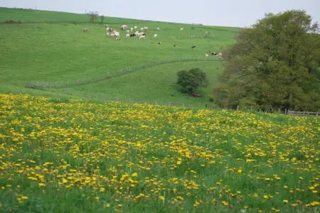 Jardin de l'Ourthe 22, Maison à Houffalize près de Nisramont - Photo 25
