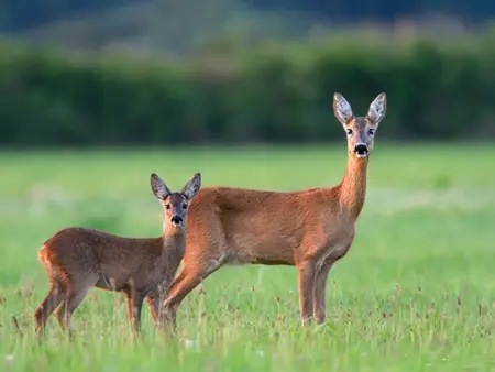 Appartement rénové 3 pièces avec terrasse, casier à skis et parking privé à Bolquère - Photo 9