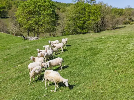 Narcis, Maison 6 personnes à Pazin - Photo 41