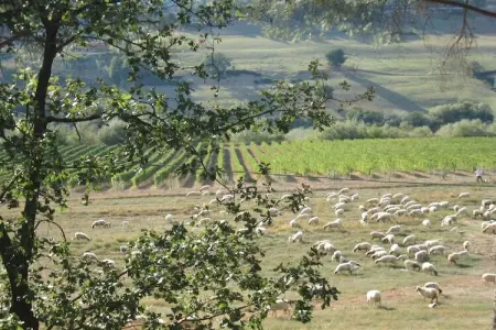 Sabina, Villa dans le Lazio avec Piscine et Vignes - Photo 27