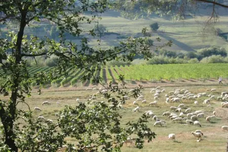 Sabina, Villa dans le Lazio avec Piscine et Vignes - Photo 30