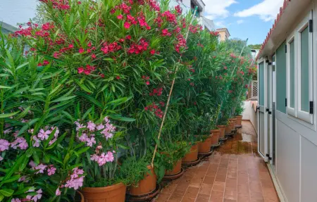 Location Appartement 7 personnes à Posada - Photo 9