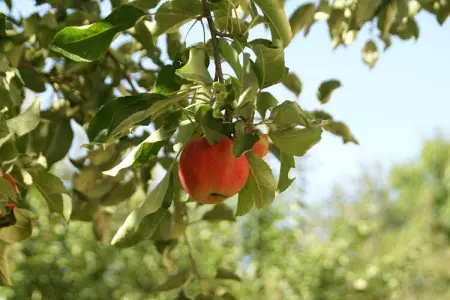 Maison de vacances - SEIGNEULLES, Maison de vacances calme à Seigneulles en France avec jardin - Photo 38