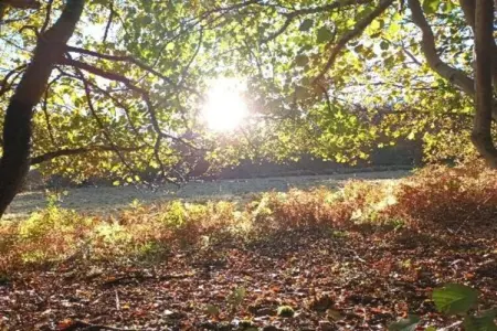 Abri Vert, Chalet moderne en bois avec cuisinière, situé en forêt - Photo 10