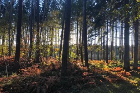 Abri Vert, Chalet moderne en bois avec cuisinière, situé en forêt - Photo 12
