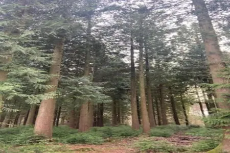 Abri Vert, Chalet moderne en bois avec cuisinière, situé en forêt - Photo 13