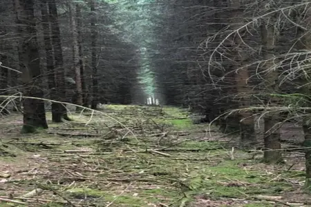 Abri Vert, Chalet moderne en bois avec cuisinière, situé en forêt - Photo 27