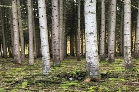 Abri Vert, Chalet moderne en bois avec cuisinière, situé en forêt - Photo 33