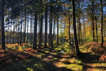 Abri Vert, Chalet moderne en bois avec cuisinière, situé en forêt - Photo 34