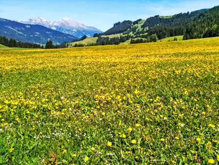 Chesa Boffalora, Appartement 4 personnes à Lenzerheide - Photo 5