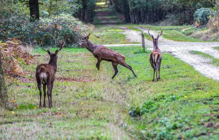 Location Maison 8 personnes à Salbris - Photo 21