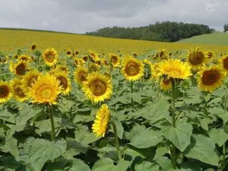 Gîte familial avec piscine, jardin clos, équipements bébé, animaux acceptés, Chadurie - Photo 32