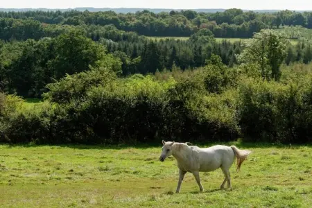 HORTENSIAS, Chalet 4 personnes à SOMME LEUZE - Photo 35