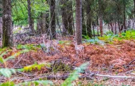 Location Maison 12 personnes à BLANCAFORT - Photo 12