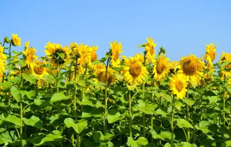 Location Maison 3 personnes à St Chamassy - Photo 17