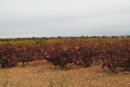 Casa de Campo El Mirador, Ferme près de la belle ville de Palencia dans les collines de Castille et Leon - Photo 37
