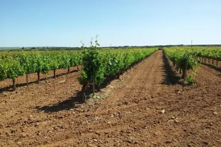 Casa de Campo El Mirador, Ferme près de la belle ville de Palencia dans les collines de Castille et Leon - Photo 38