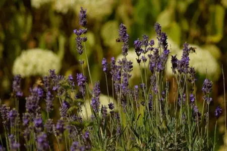 Le temps d'une retrouvaille, Maison 5 personnes à Jalhay - Photo 37